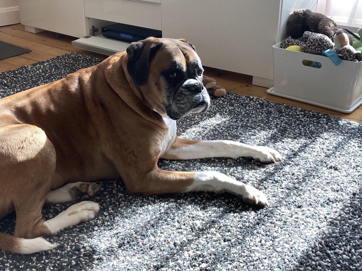 BustersBits's tweet image. Buster’s found the sunny spot! ⁦@PersuasionPR⁩ #boxerdogs