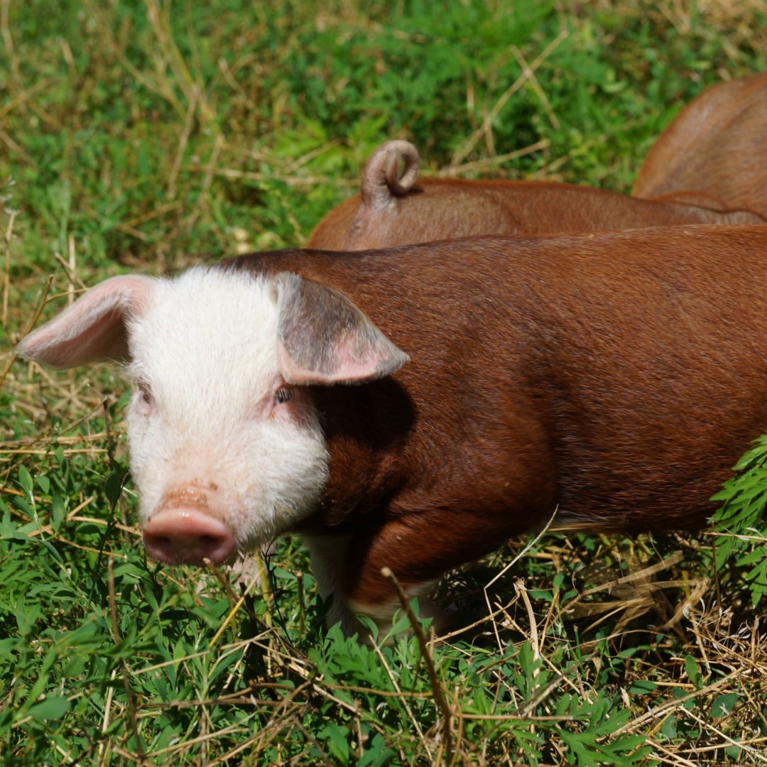 WildlifePrairiePark tweet media