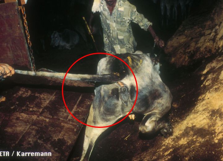 PetaIndia's tweet photo. How do you feel when you break your finger?
Cattle feel similar pain when their tails break during the death march to slaughterhouses.
#SayNoToLeather #BeLeatherFree #PETAIndia #AnimalRights https://t.co/oe1k5afrKS