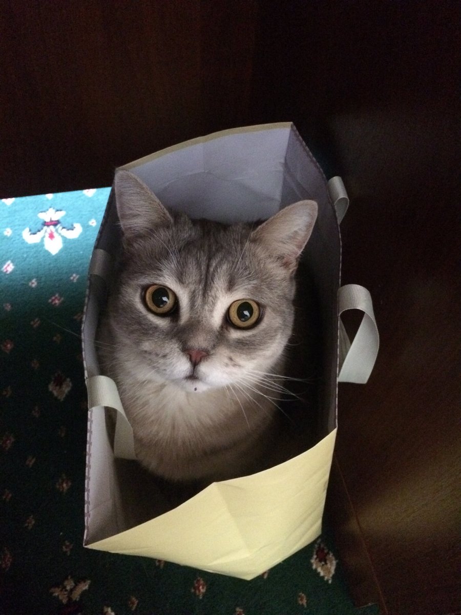 RomneyCats's tweet photo. Pet birthday or re-homing date coming up? Why not celebrate their special day & help the #RomneyHouse #cats at the same time by making a donation or asking friends and family to support our charity? https://t.co/okYG84vUcS
#adoptdontshop #catsoftwitter https://t.co/slJt5xDwlc