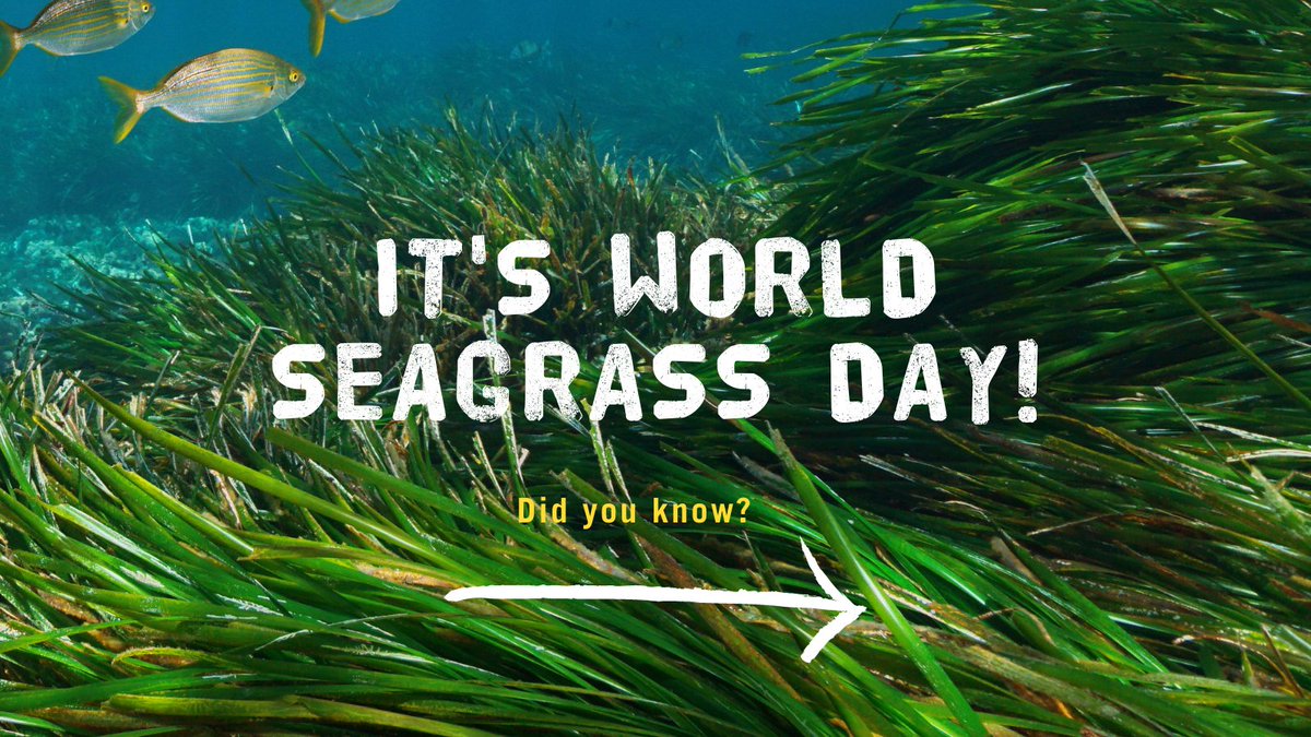sascampaigns's tweet image. Happy #WorldSeagrassDay! 🌊🌾

Seagrass once formed extensive meadows in UK seas but it is now categorized as nationally scarce.

Help protect and restore these ocean meadows. Sign the petition 👉 sas.org.uk/ocean-and-clim…