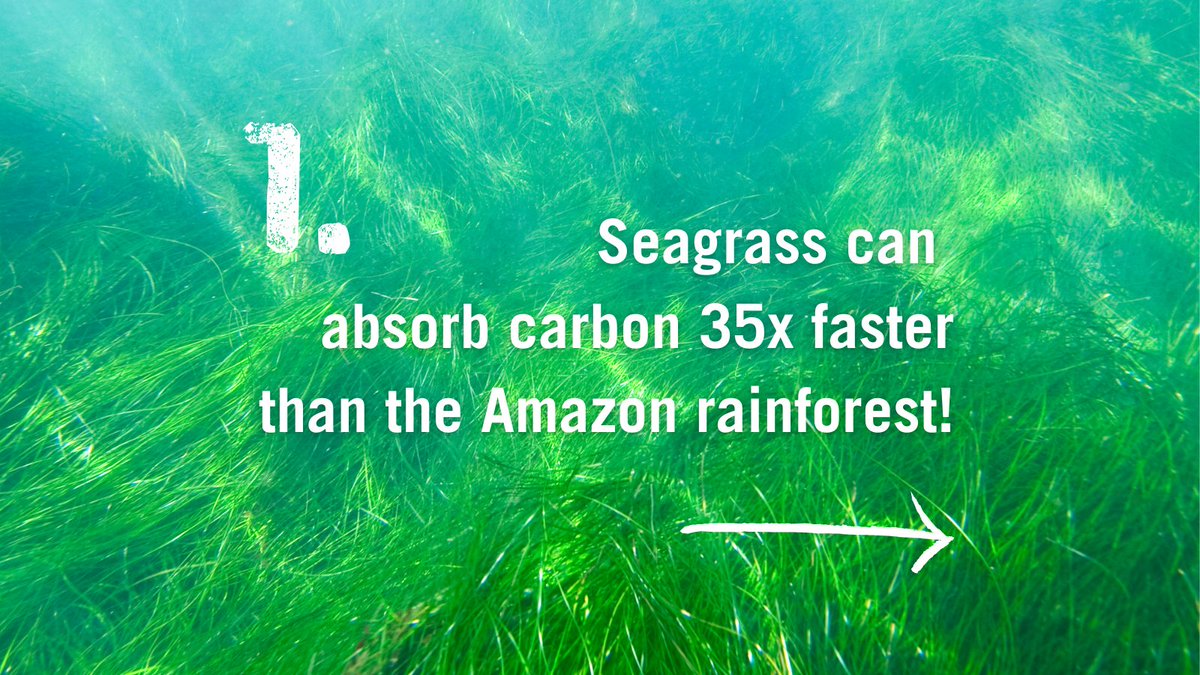 sascampaigns's tweet image. Happy #WorldSeagrassDay! 🌊🌾

Seagrass once formed extensive meadows in UK seas but it is now categorized as nationally scarce.

Help protect and restore these ocean meadows. Sign the petition 👉 sas.org.uk/ocean-and-clim…