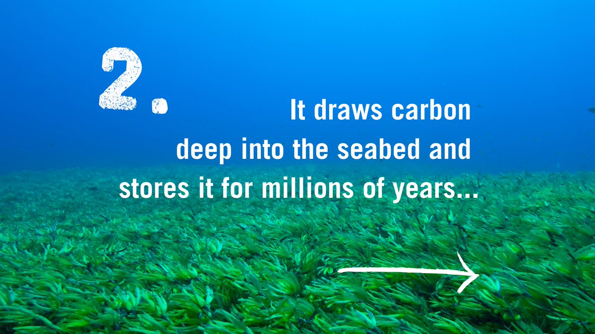 sascampaigns's tweet image. Happy #WorldSeagrassDay! 🌊🌾

Seagrass once formed extensive meadows in UK seas but it is now categorized as nationally scarce.

Help protect and restore these ocean meadows. Sign the petition 👉 sas.org.uk/ocean-and-clim…