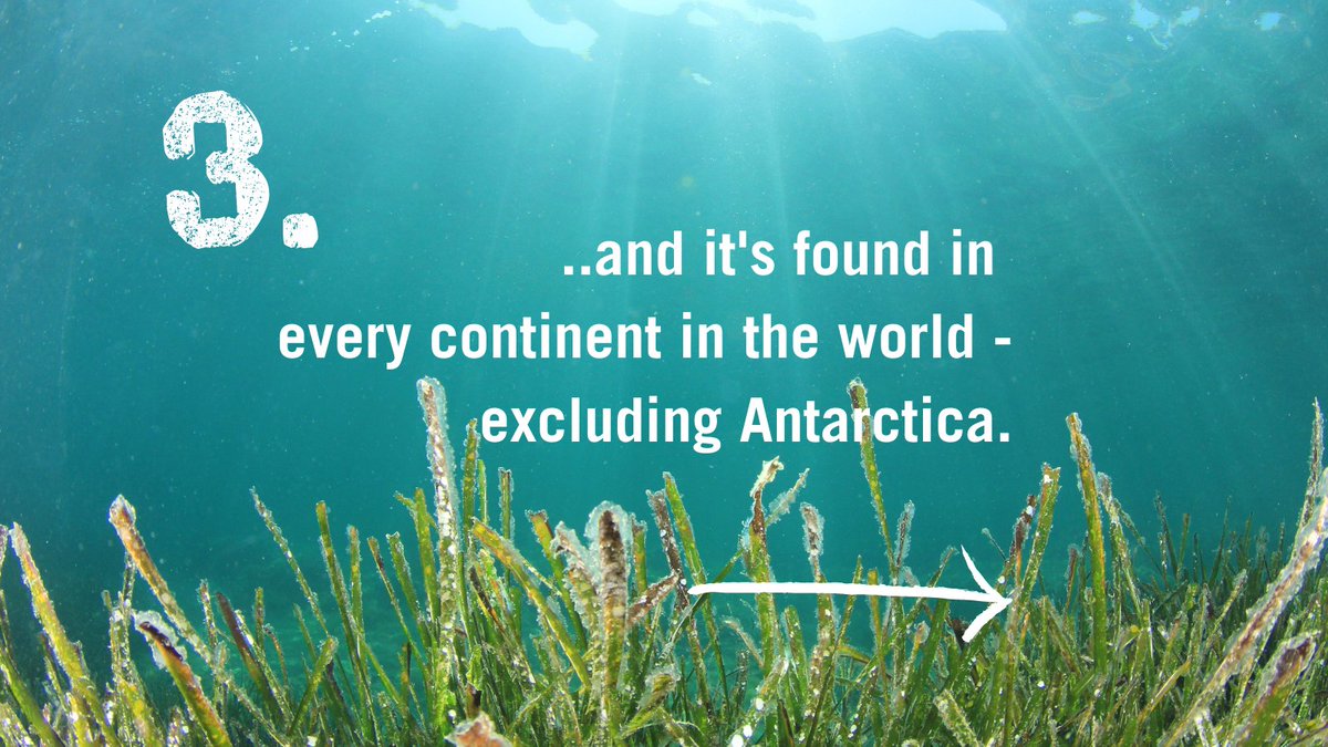 sascampaigns's tweet image. Happy #WorldSeagrassDay! 🌊🌾

Seagrass once formed extensive meadows in UK seas but it is now categorized as nationally scarce.

Help protect and restore these ocean meadows. Sign the petition 👉 sas.org.uk/ocean-and-clim…