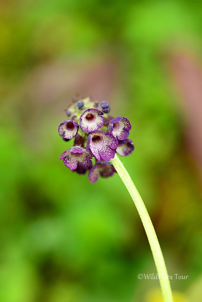Primula watsonii，very impressive flower from northwest Sichuan, altitude 3500m, June.