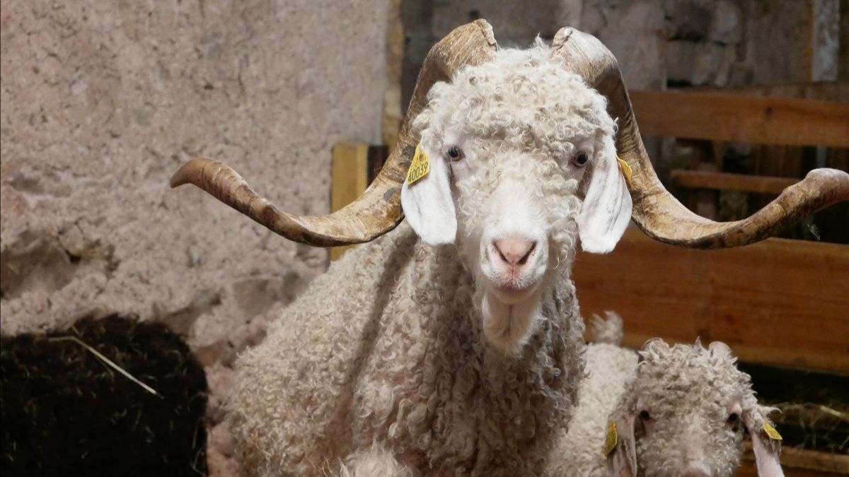 Découvrez les actus et nouveautés du mois de #février de nos 3 destinations de caractère en #HauteSaone : #VosgesduSud #ValleedelOgnon et #VesoulValdeSaone ! - mailchi.mp/f901b0858770/3…