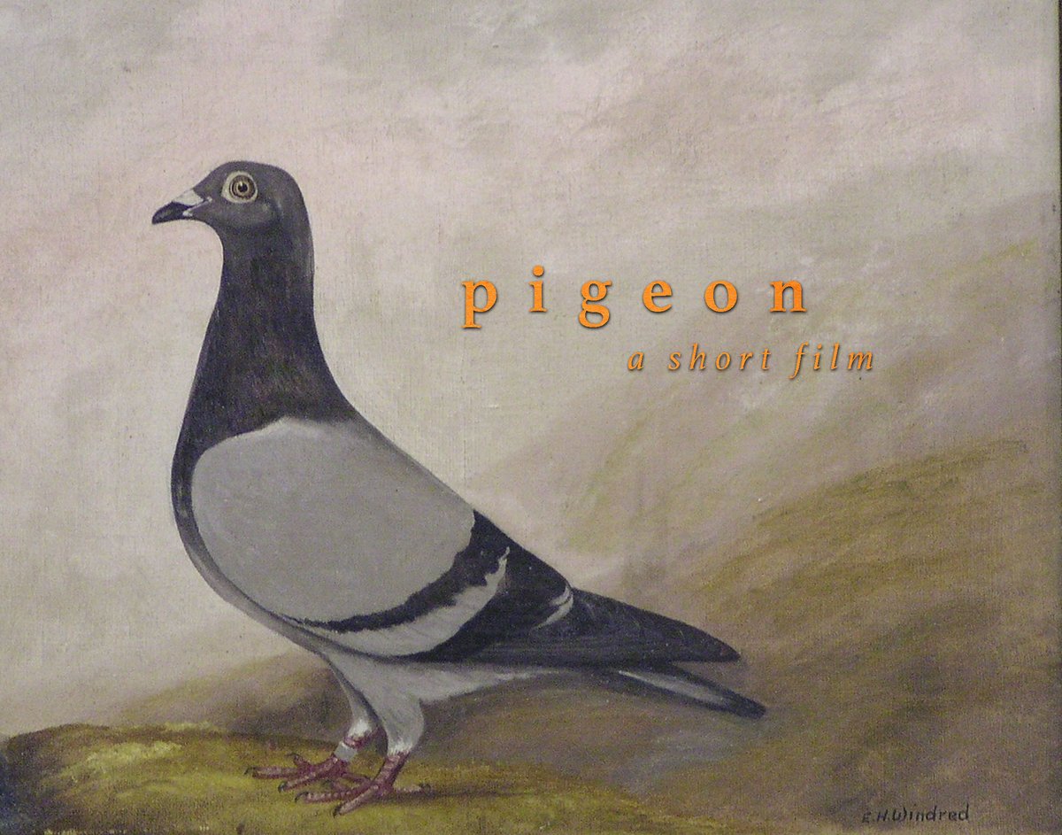 Yellow_Behl's tweet photo. We've got some exciting things coming! #shortfilm #pigeonshortfilm #czechabifilms https://t.co/2Z6kvmjmp2