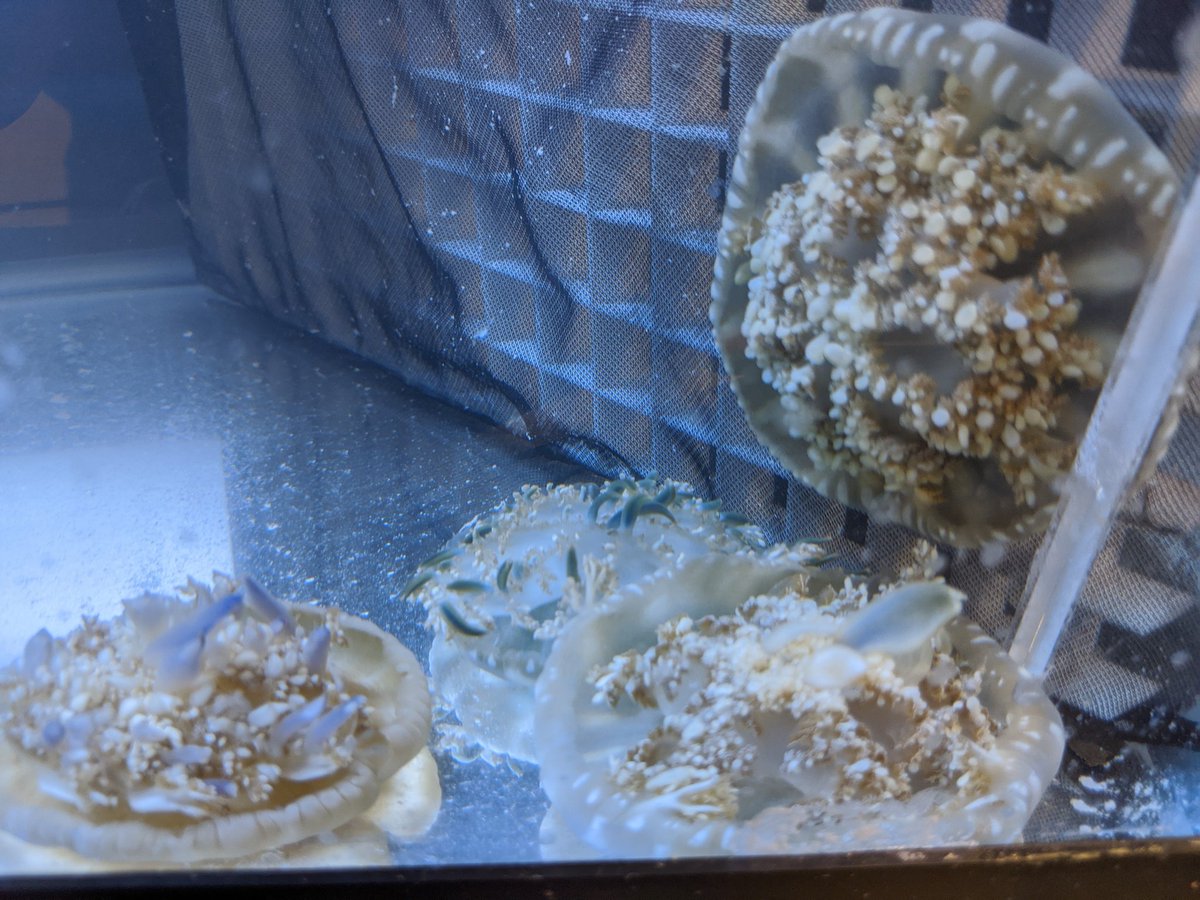 Don't forget to sign up for the International Cassiopea Workshop! It's from May 20-23 and registration for giving a talk closes March 19th! cassiopeabase.org/international-…