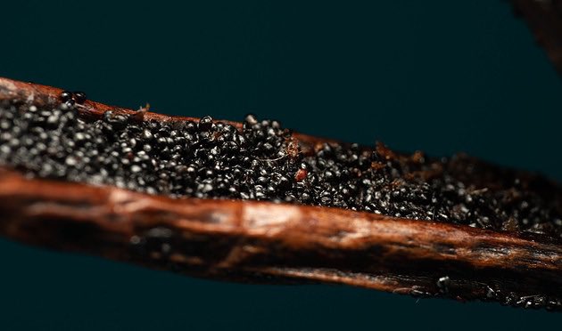 THEFLEURDAMOUR's tweet photo. For our Vanilla we start with the highest quality organic Madagascan bourbon vanilla, extracted with supercritical co2 for the best extract available.
https://t.co/xfBeYEiUkE
#vanilla #co2extract #supercritical #stimulation #cbdstimulation #organicplantbased https://t.co/UcPdRw3qcO