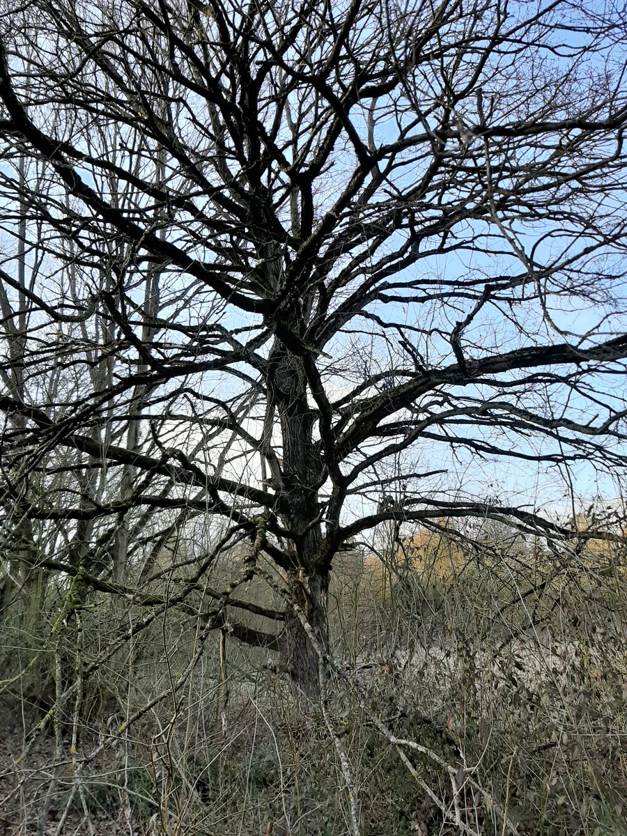Der Weg zu einem Baum, von wie vielen Stürmen kann er mir erzählen?