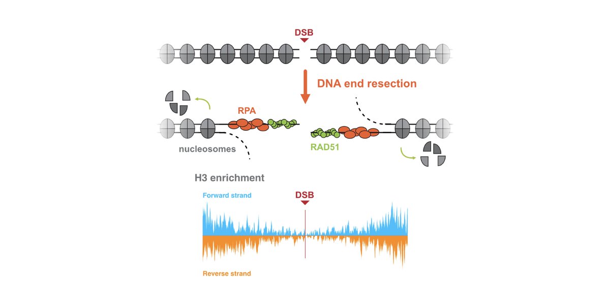 MPI_Biochem's tweet photo. The Pfander lab uses a strand-specific #ChIPseq workflow to reveal protein binding modes at DNA double stranded breaks and that #nucleosome eviction is intrinsically coupled with DNA end resection. 
Check out the new paper in @MolCell ➡️https://t.co/tY7xQ7Dikx
#DNArepair https://t.co/afUIZm91Ig
