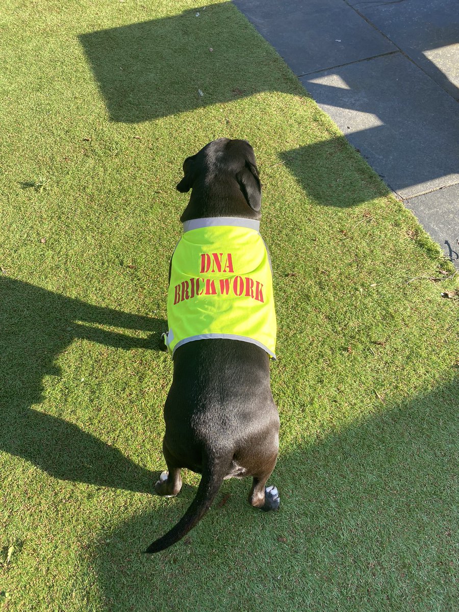 Hard at work with the help of DNA Brickworks mascot 🐶

#dnabrickwork #brickwork #hampshirebuilders #hampshire #electrician #construction #extension #electrical #brick #build #dog #mascot