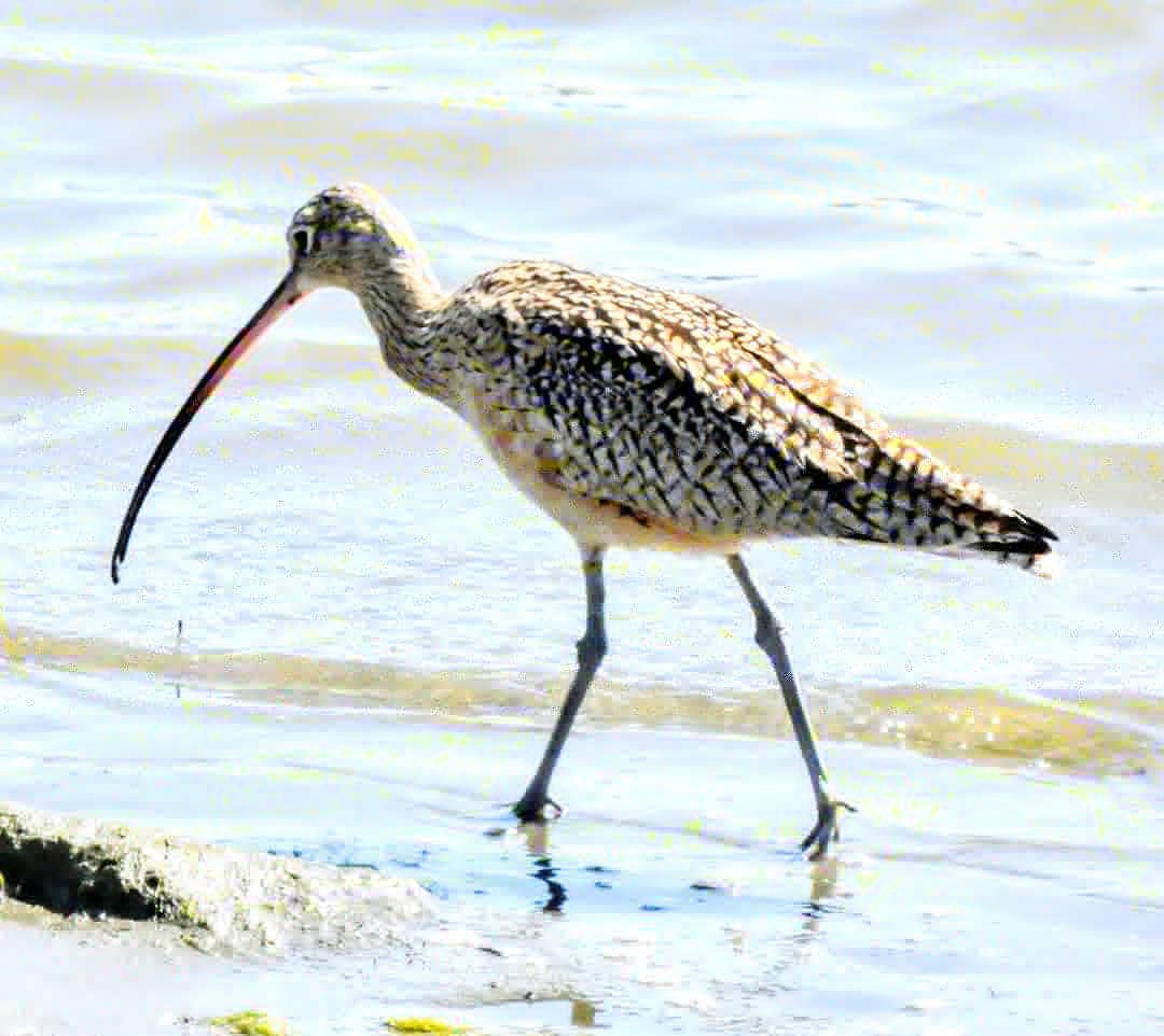rl_swihart's tweet photo. Long Beach. Marine Stadium. Long-billed Curlew. Another first for me.

#rlswihart13 #rl_swihart #longbeach #marinestadium #curlew #longbilledcurlew #beachtohimself #poetry #beauty #readmorepoetry2021 https://t.co/RdanbyKyfT