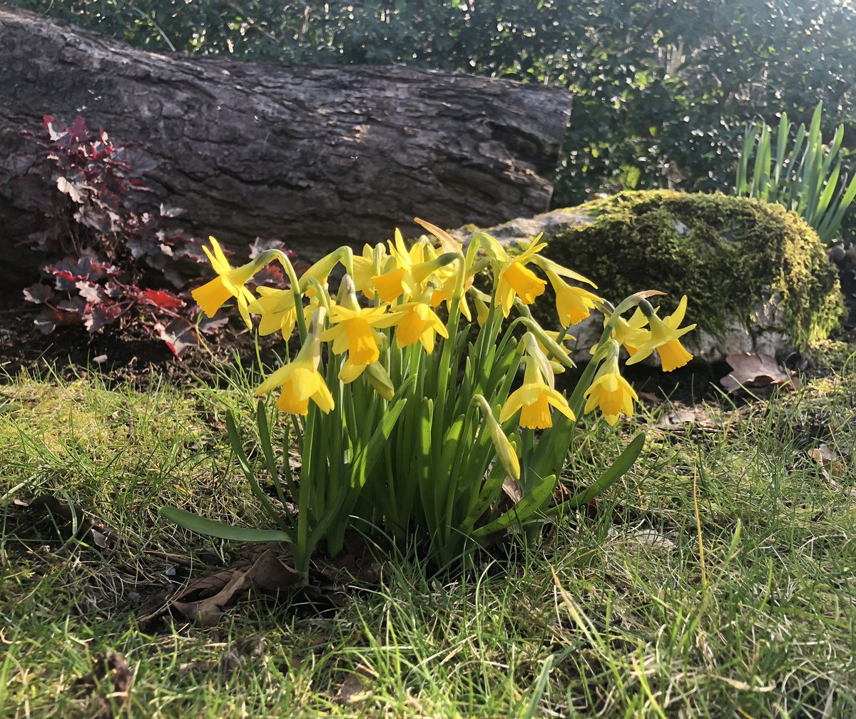 TheSmallStudio's tweet image. #springhassprung #narcissus #growinginmygarden #grateful