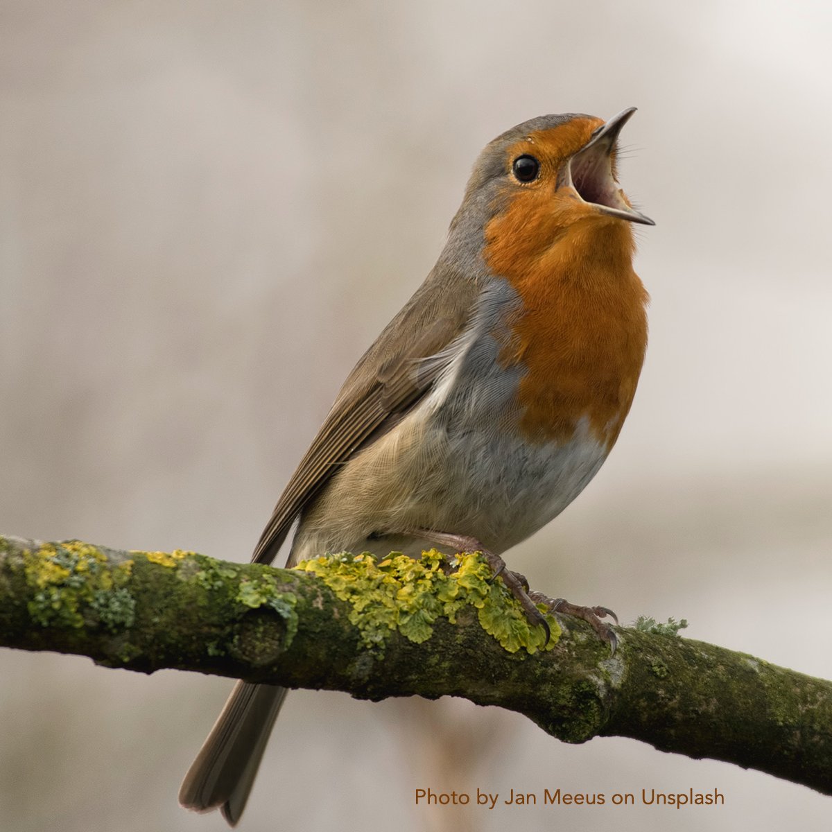 Announcing the #IAC21 main-conference program. Sing it loud to your whole flock! 

Early bird pricing ends FRIDAY March 5th

theiaconference.com/iac21-emergenc…
