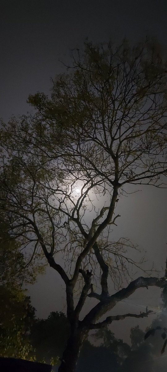 pranavjyoti's tweet photo. The moon...has a way of getting stuck in my Neem tree...incorrigible https://t.co/lu5g7aNZeX