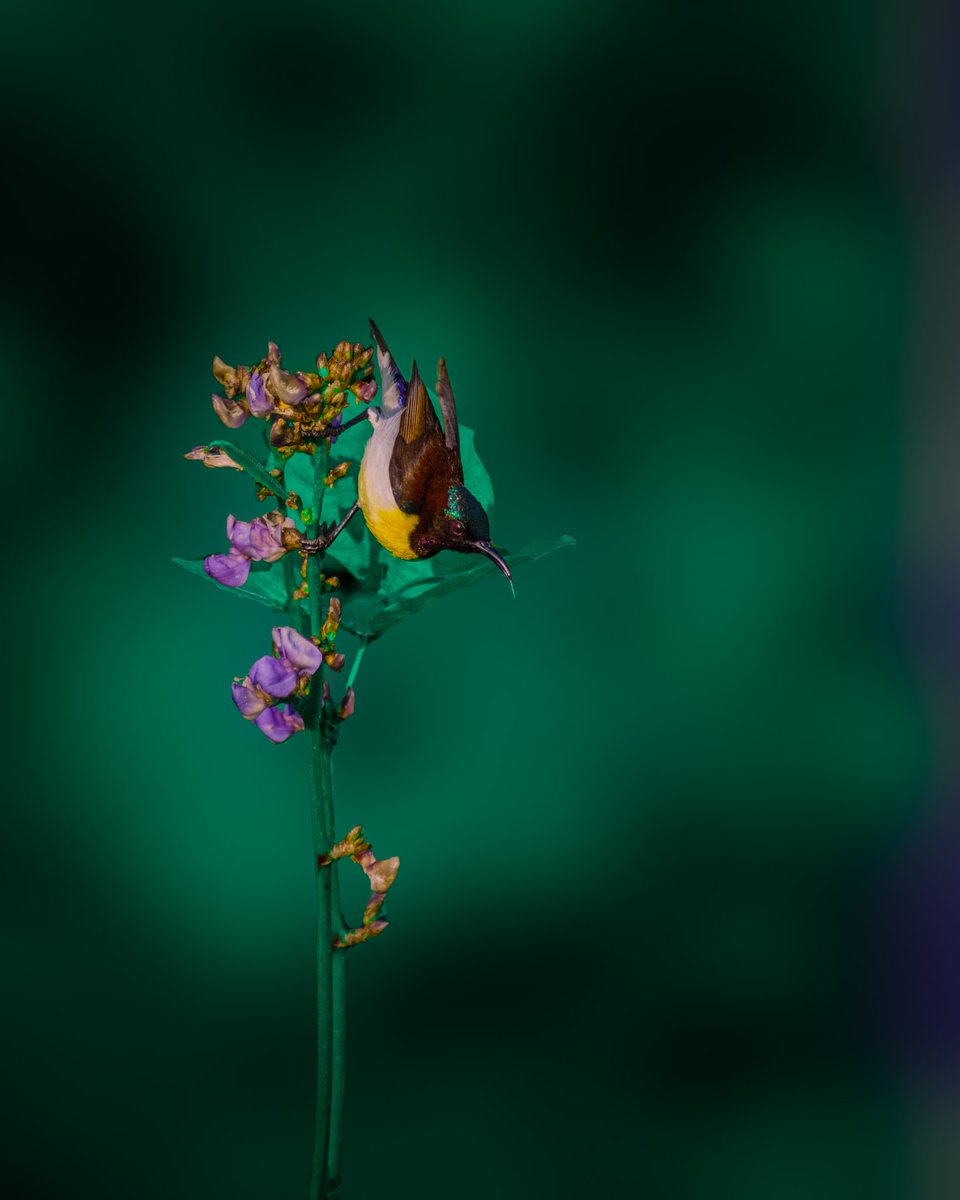Chil_Sri's tweet photo. Hummingbird🍯
#hummingbird #birds #nature #bird #hummingbirds #flowers #hummingbirdlover #hummingbirdsofinstagram #hummingbirdtattoo #chilsri #srinathshots #birdwatching #honey #honeybird 
 https://t.co/Wu8SaYqQ4B https://t.co/VcrtErQtIh