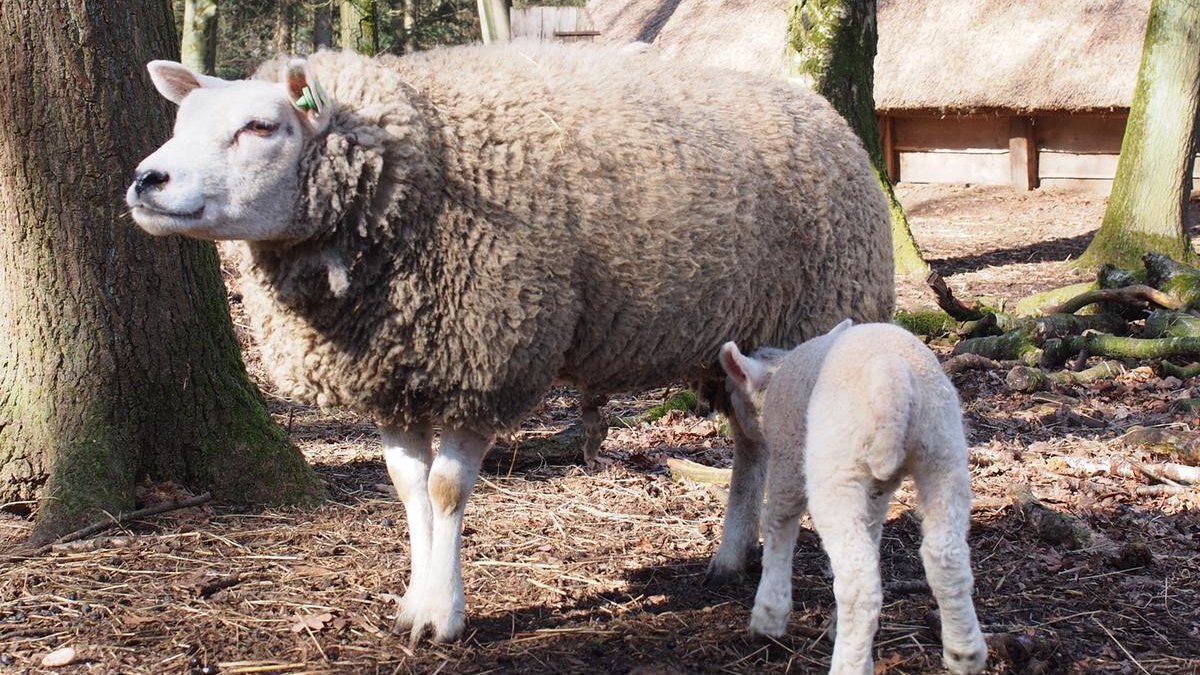 Krokussen schieten uit de grond, de zon laat zich veel zien en de geur van lente verspreidt zich door het museumpark. 

Ook de dieren in het museum voelen dat het lente wordt. Deze week is namelijk het eerste lammetje geboren!