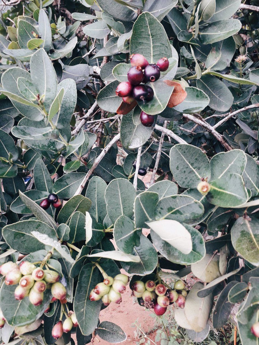 eduplantza's tweet photo. Trees are important to our lives in so many ways.
They produce the oxygen we breathe, clean the air, provide food and shelter, and add beauty to our homes, shared spaces and communities.
#PlantTreesWithUs #PlantHopeWithUs https://t.co/bTIRvyQ19G