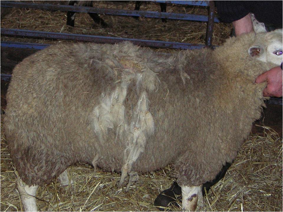 Free #SheepScab testing in Wales until 31 March 2021! Supported by @WelshGovernment testing is at our Carmarthen lab. #SheepFarmers contact your vet & #SheepVets send us samples with clinical history. Tel 0300 060 001 with queries. #WelshSheep #Sheep365 #Sheep @CVOWales https://t.co/ijv0s5ARnT