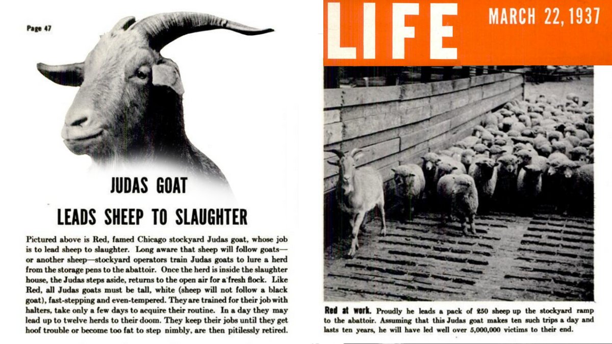 16 of 38In each target country — including the US — the Round Tablers recruited local leaders to act as "Judas goats."A Judas goat is an animal trained to lead others to the slaughter. https://books.google.com/books?id=PlEEAAAAMBAJ&pg=PA47&dq=judas+goat&hl=en&sa=X&ved=2ahUKEwjh_dzEns7uAhU_FlkFHSrlDhQQ6AEwCXoECAgQAg#v=onepage&q=judas%20goat&f=false