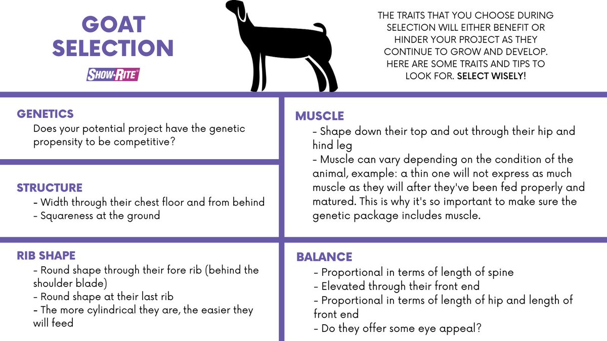 Selection is the first step to success in the lifespan of your project. Be sure to check these boxes when picking out your 2021 goat project for the year!

Want a more in depth look at goat selection? Find the Stock Show Classroom video here: go.alltech.com/showrite-stock…