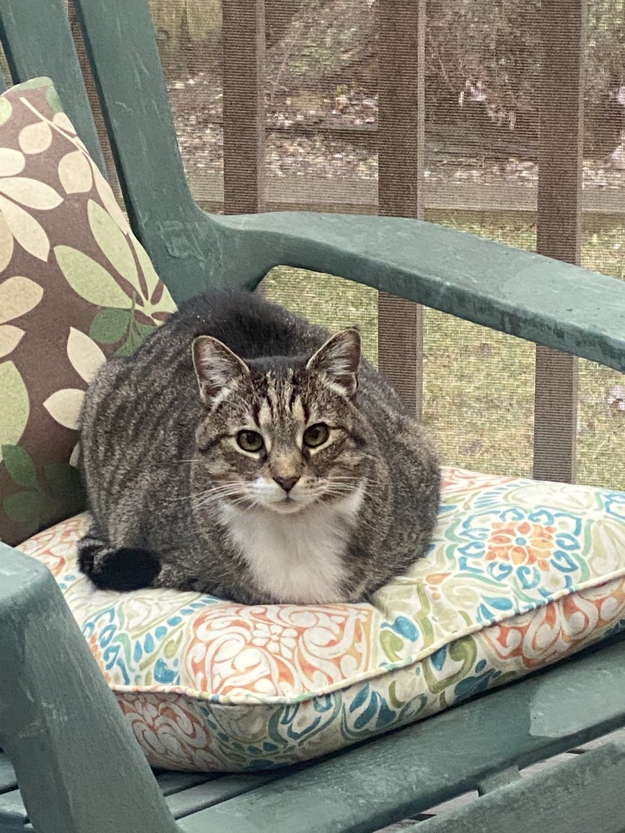 Now that I have freedom, I am enjoying some fresh air on the kitty porch.
