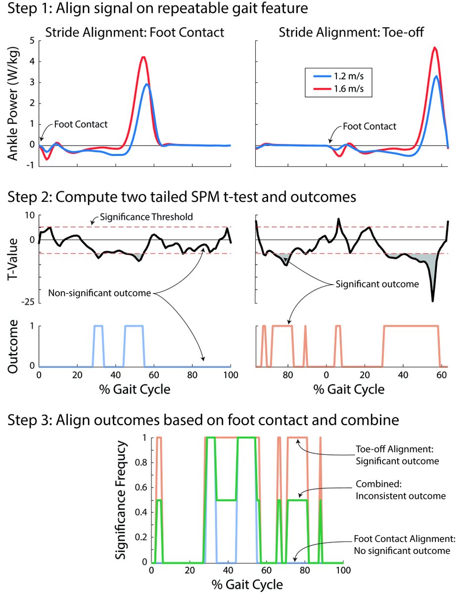 EricHonert's tweet photo. Do you use statistical parametric mapping (SPM) or other time-continuous analyses to examine your data?
My paper with Todd Pataky is for you! https://t.co/MkdtQXMGG5
We showed that SPM outcomes changed when segmenting data based on different gait events (eg foot contact, toe off) https://t.co/liP2Pp6pMy
