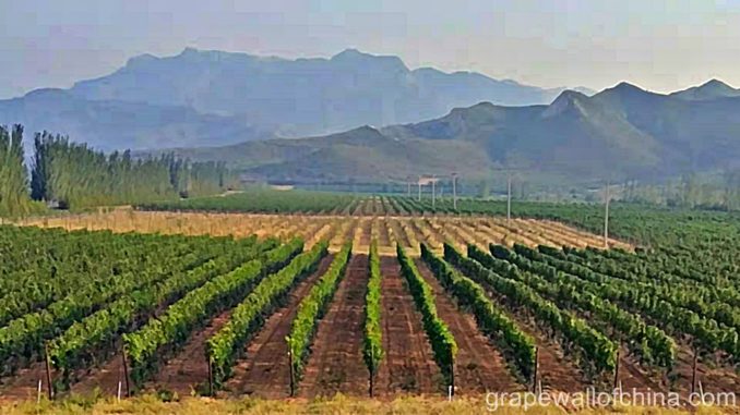 An EU-China pact launched today protects 100 'geographical indications' on each side, from the bubbly of Champagne to the tea of Pu'er.

Ningxia was among four Chinese regions / provinces to make the list, specifically Helan Mountain Eastern Foothill Wines 贺兰山东麓葡萄酒.