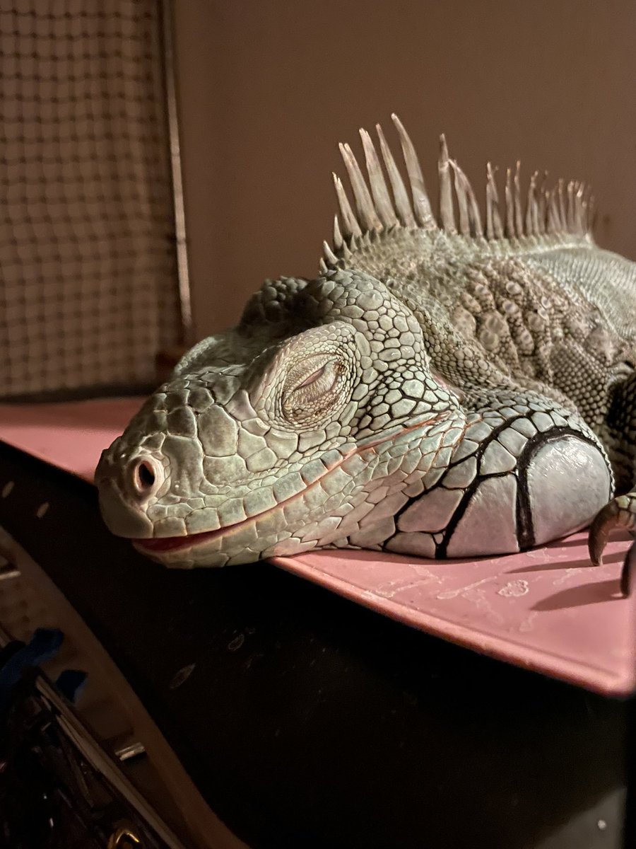 Rowan_snow iguana (@Rowansnowiguana) / Posts / X