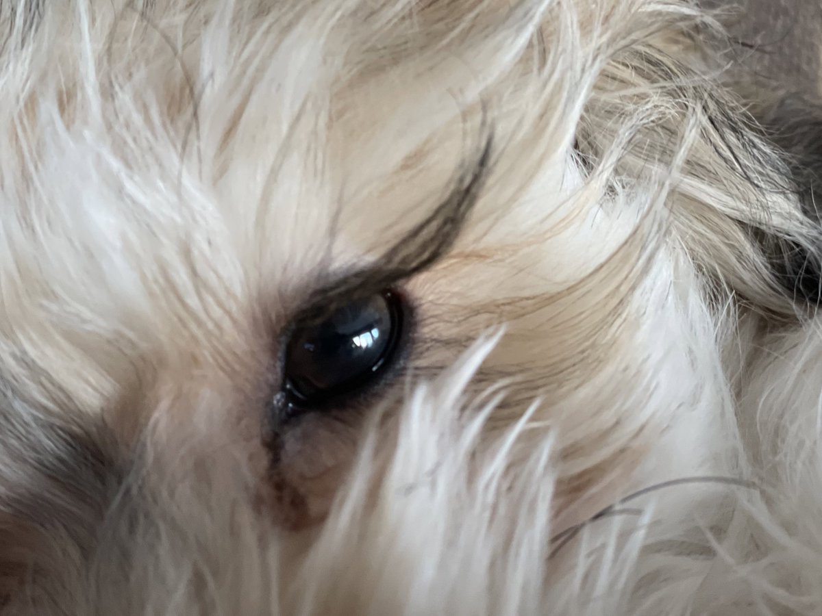 My mom thinks I have the longest eyelashes in the world – do you agree? 
#eyelashes #megalashes #DogsofTwittter #crestepoo