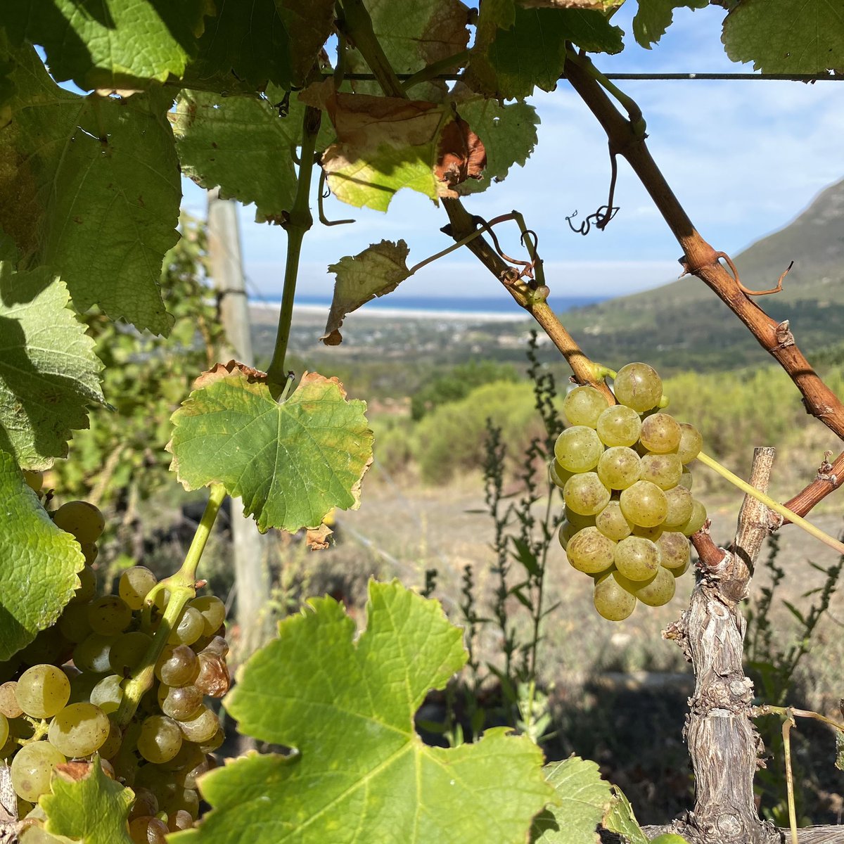 Harvesting grapes for our 18th vintage of Isliedh this morning.  This blend is made from the teeniest tiniest bunches found in a single block that consistently yields the most exquisite concentrated flavours - ensuring 5 star quality across vintages.  
 #DrinkSouthAfrican
