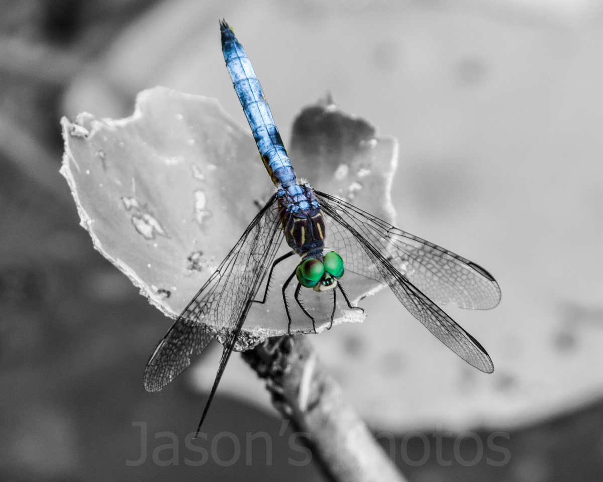 JasonMcSpadden's tweet photo. Photo Sale - 25% off.  See #etsy shop for more details. https://t.co/bINBT6oGnc
#MarchMadness #sale #photography #prints #wildlife #nature #animals #flowers #niagara #cards # https://t.co/Cq7Kyty5NT