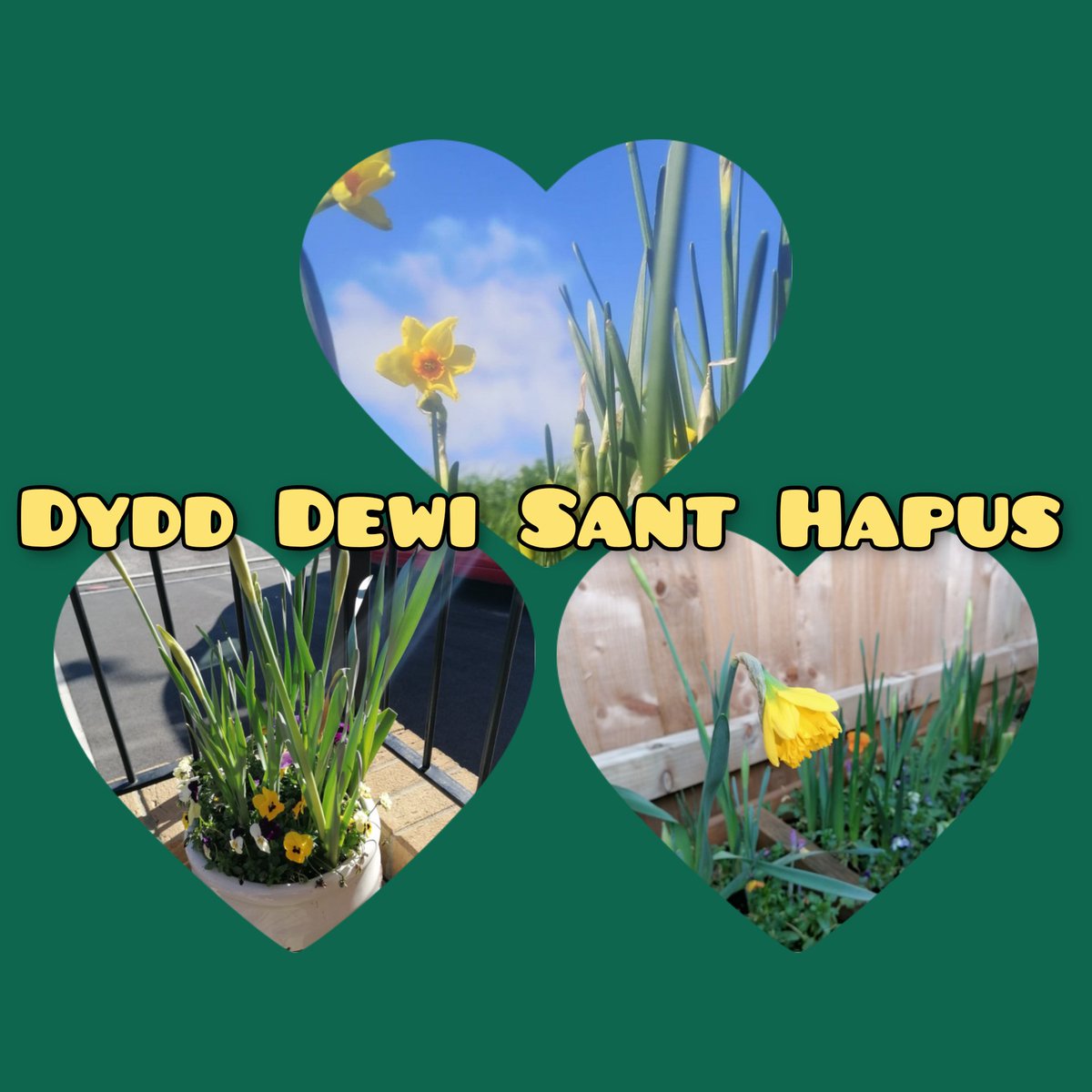 Daffodils appears when winter ends symbolising new beginnings and rebirth. They are strong, resilient flowers that pop up year after year even after a cold, hard winter. It could not be more fitting for Dydd Dewi Sant this year. We are resilient and there is hope! <a href="/MaestegSchool/">Maesteg School</a>