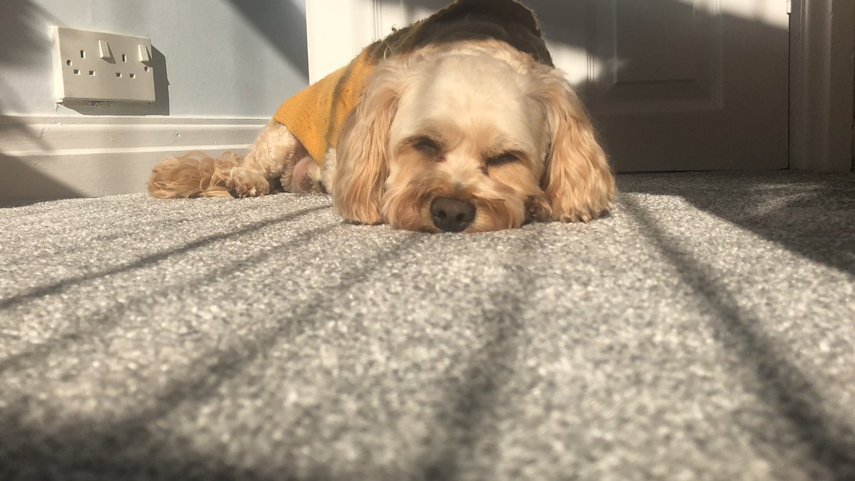 Hot dog with mustard 🌭 #coworkerpets #sunshine