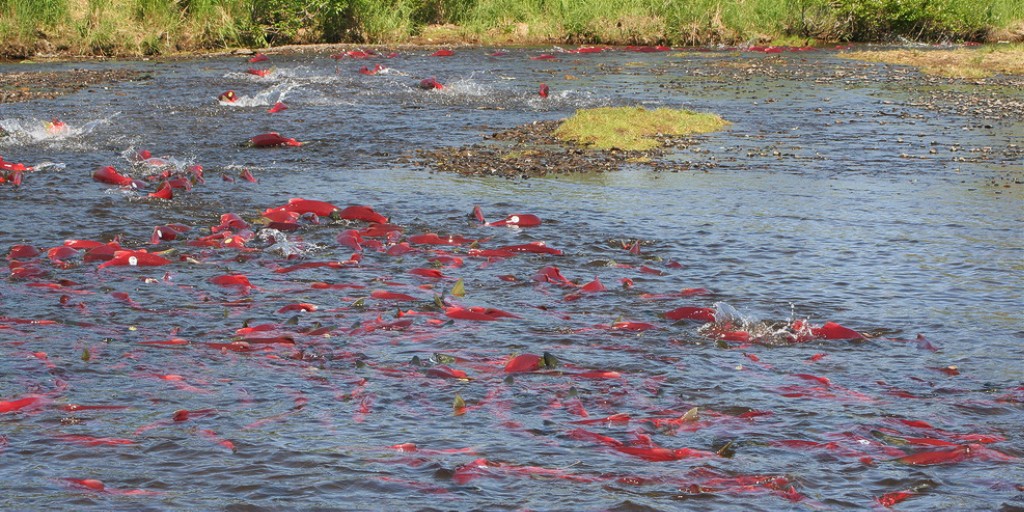 Dreaming of sockeye salmon? "Fish of the Week!" is all about #prepping this week...Preparing your gear, and making freezer space. Listen on Apple Podcasts: ow.ly/nzND50DMd8j

Sockeyes head to their spawning grounds in #Alaska. 📷 Todd Radenbaugh #Fish150 #AllTheFish