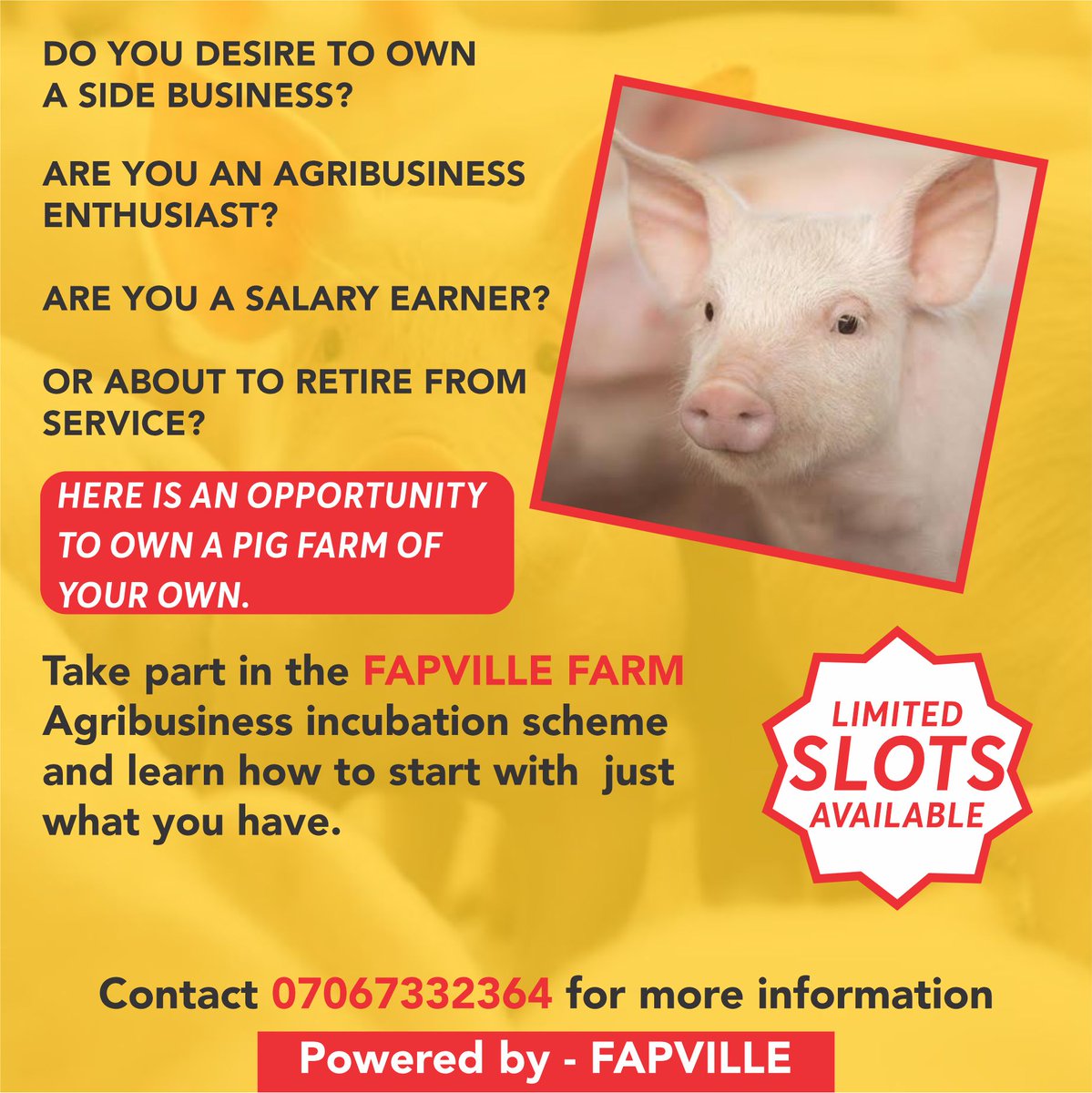 FarmLogNG's tweet photo. FAPVILLE FARM Incubation program

1. Indicate interest
2. Review and sign contract 
3. Visit your livestocks and receive regular updates
4. Get free slot for trainings 
5. Cash out or grow your stock.

For more information DM or call 07067332364 https://t.co/mQExygOHaa