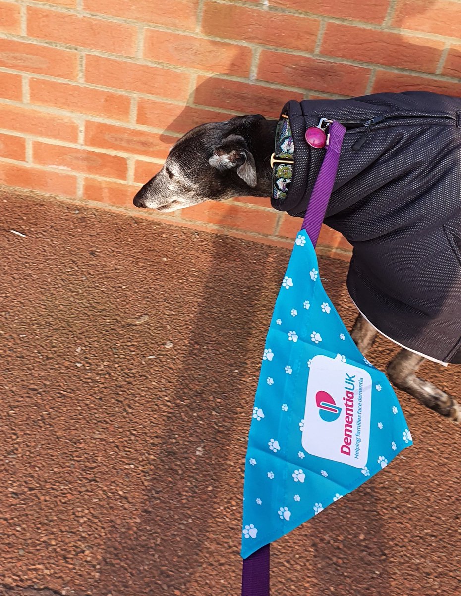 RayGrovesRachel's tweet photo. We started our sponsored dog walk today for @dementia_uk 
2km down, 98km to go! 
If you'd like to sponsor my elderly dog Lucy, drop me a msg. The fundraiser is set up via Facebook so the link won't work here but I can do a PayPal.Thanks!
#sponsoredwalk #dementiaukdogwalkchallenge https://t.co/V7wpPU4kba