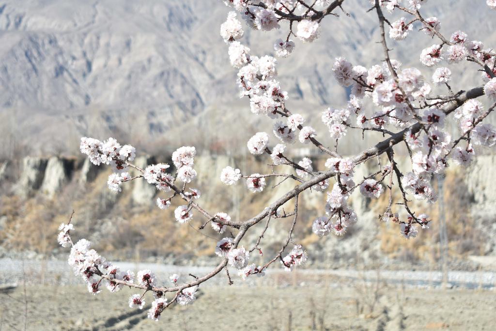 photography_786's tweet photo. Spring season with blossom flowers in Gilgit-City🌸🌸☘🍀
Heaven on earth🌺
#OurBeautifulGilgitBaltistan #photography #ashrafsphotography https://t.co/xPsDBheA2H