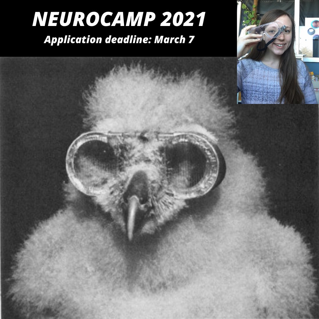 NeurocampM's tweet photo. Meet one of our tutors for NeuroCamp 2021! Danielle will lead a project on neuroplasticity in humans and in mice! She is a PhD student at the MPI of Neurobiology and is looking forward to teaching students! The application deadline is March 7th so apply soon!

#neurocamp https://t.co/DxvjhwmrJu