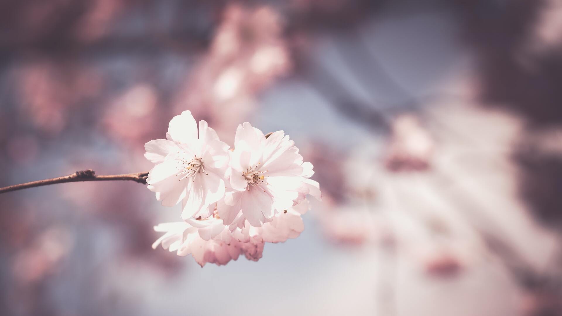 手塚さおり 桜 全般 の花言葉は 精神の美 優美な女性 フランスでの桜の花言葉は 私を忘れないで ちょっと悲しい意味です 由来は 桜が散ってしまう儚い様子が別れの切なさと重なったからなんだそう プランダス 役者 フリー写真 桜 花言葉