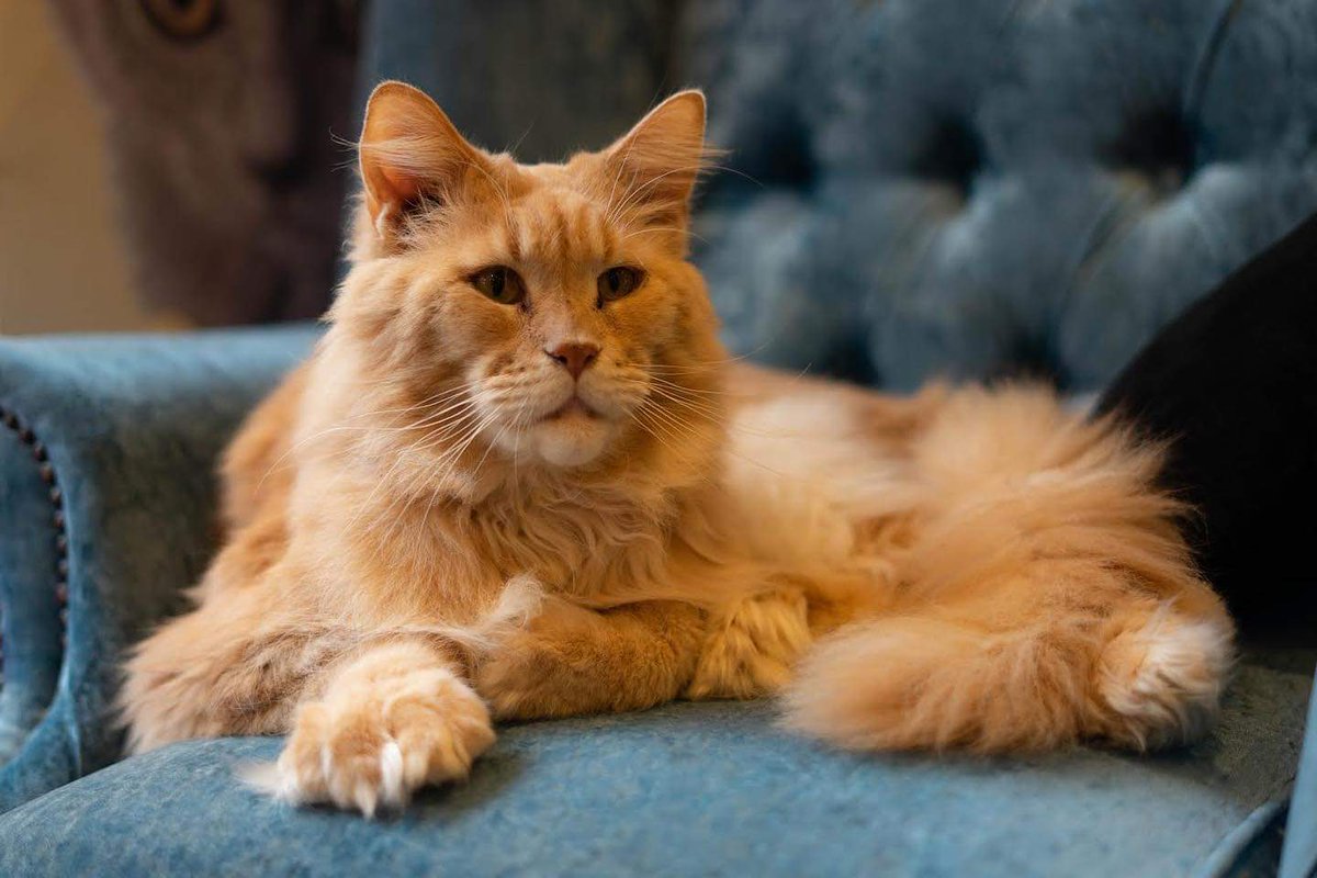HeathcliffeThe's tweet photo. Heathcliffe was just purrr-fect. https://t.co/O1IoHV0FPV