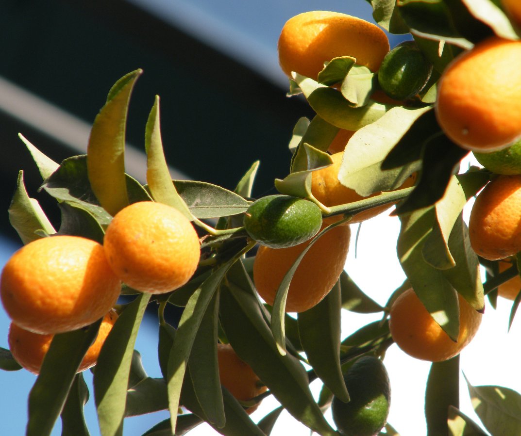 LuberaUK's tweet photo. The #kumquat plant is classified as a #citrus plant. In terms of taste &amp; colour, this is of course very fitting. However, botanically this classification is not quite correct. It belongs to the genus #Fortunella.  The kumquat plant comes from Southeast Asian countries. 
#Lubera https://t.co/PvnCBuiDVb