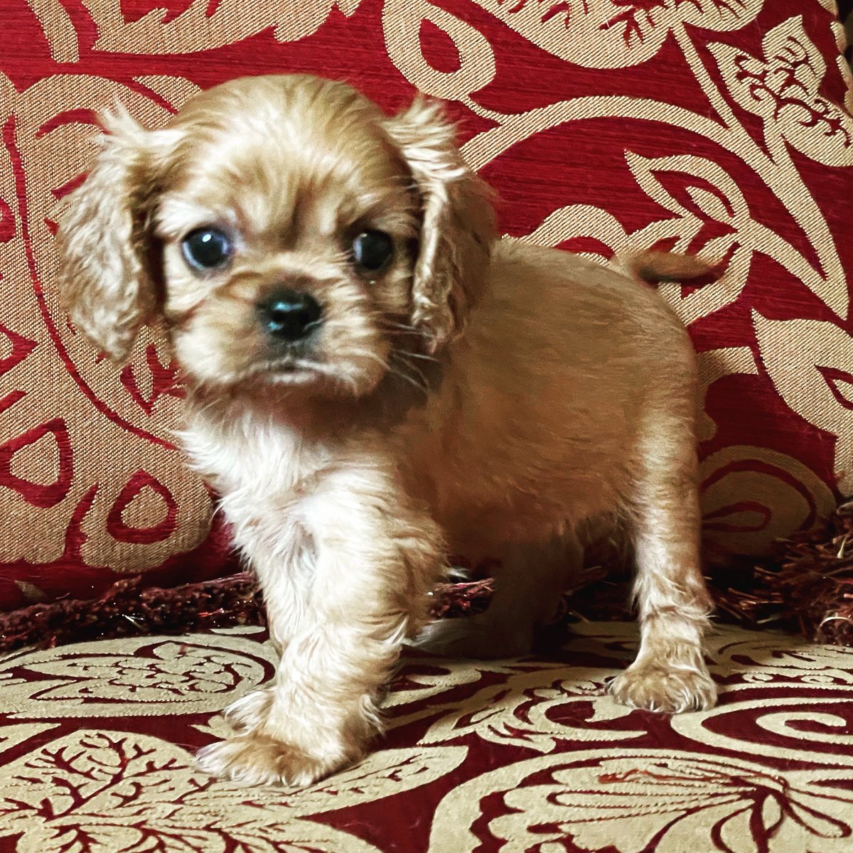 Jenny_ORegan's tweet photo. Baby Emma will be home in just 3 1/2 weeks (squee!). ♥️🐾 #rubycavalierkingcharlesspaniel https://t.co/GDE45gljUK