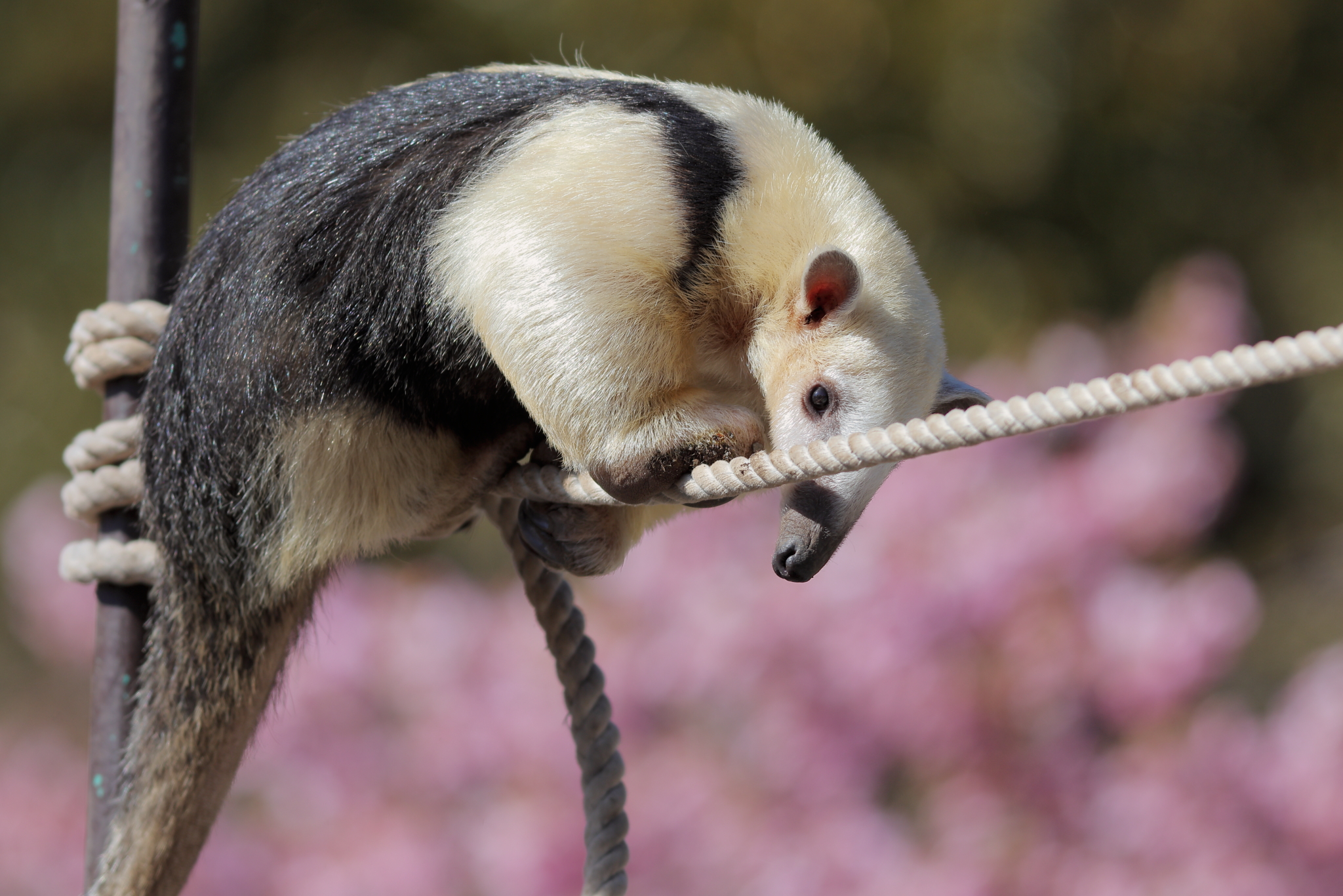 Kuro 綱渡りコアリクイ 伊豆アニマルキングダム ミナミコアリクイ T Co 0vbdxgj4db Twitter