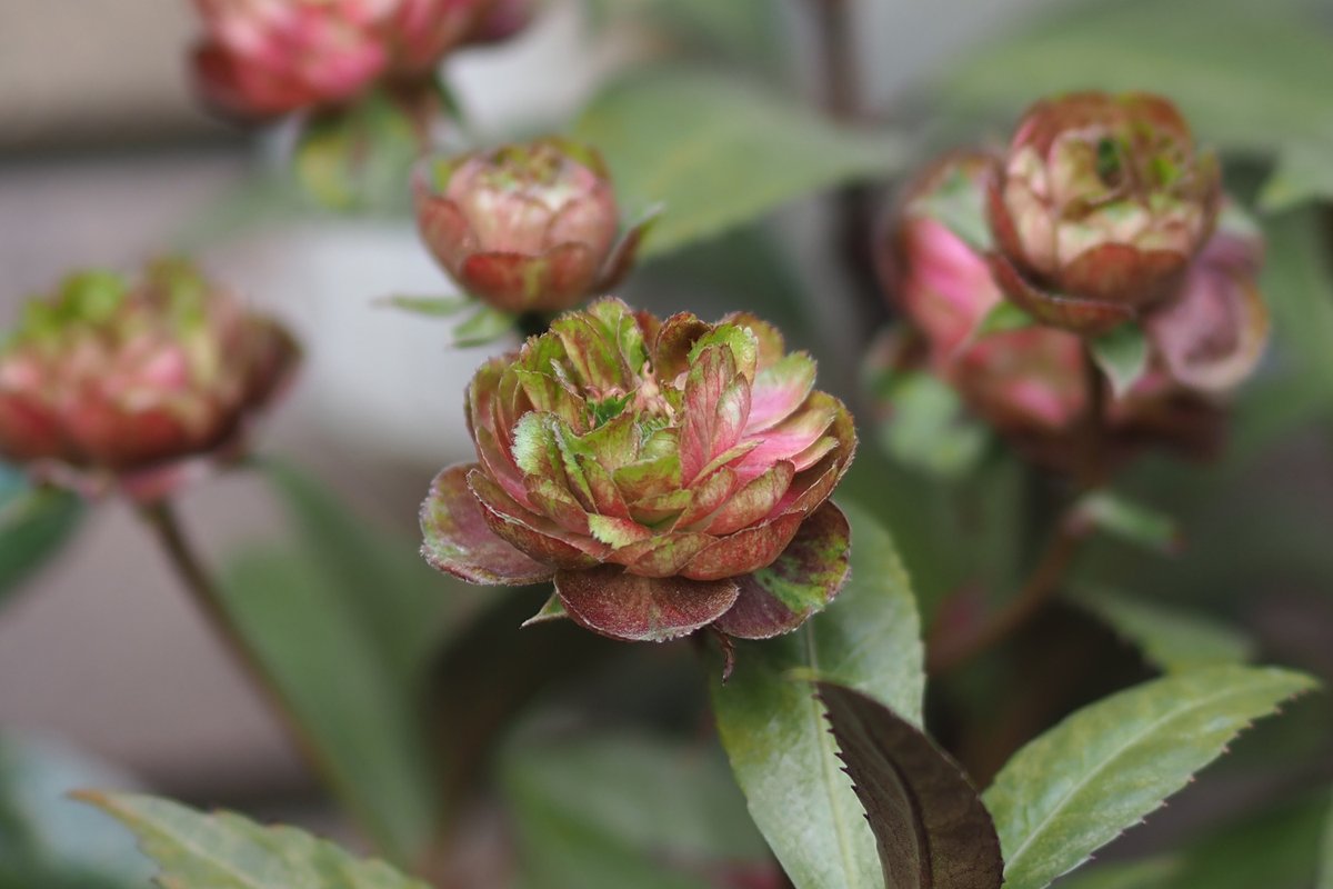 箱庭に咲く花2月 箱庭に咲く花2月