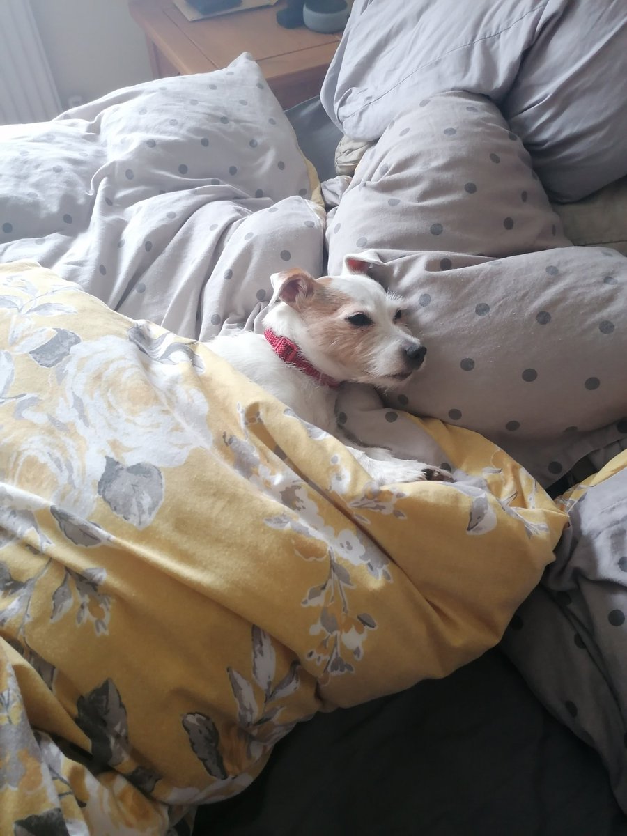 Today I iz mostly sweeping in da hoo bed, I ad 2 busy days in da sun ☀