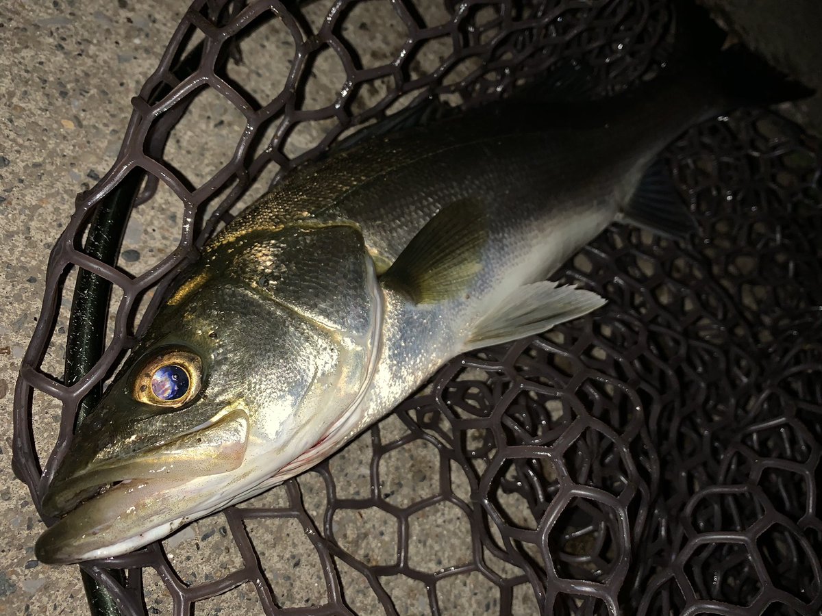 lifewithfishing's tweet photo. エリテン卒業できなかった、、、🤔🤔 https://t.co/kFvVblWjPX