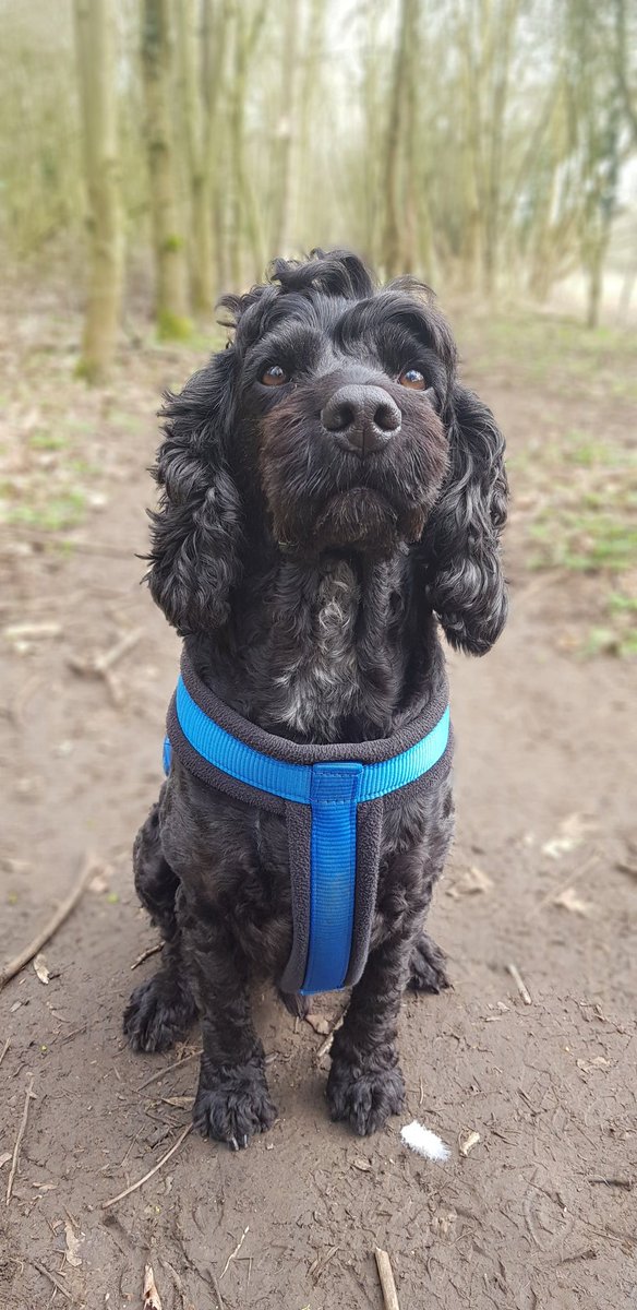 Jasper Cockapoo Jasper The Cockapoo (@Katie77191832) | Twitter