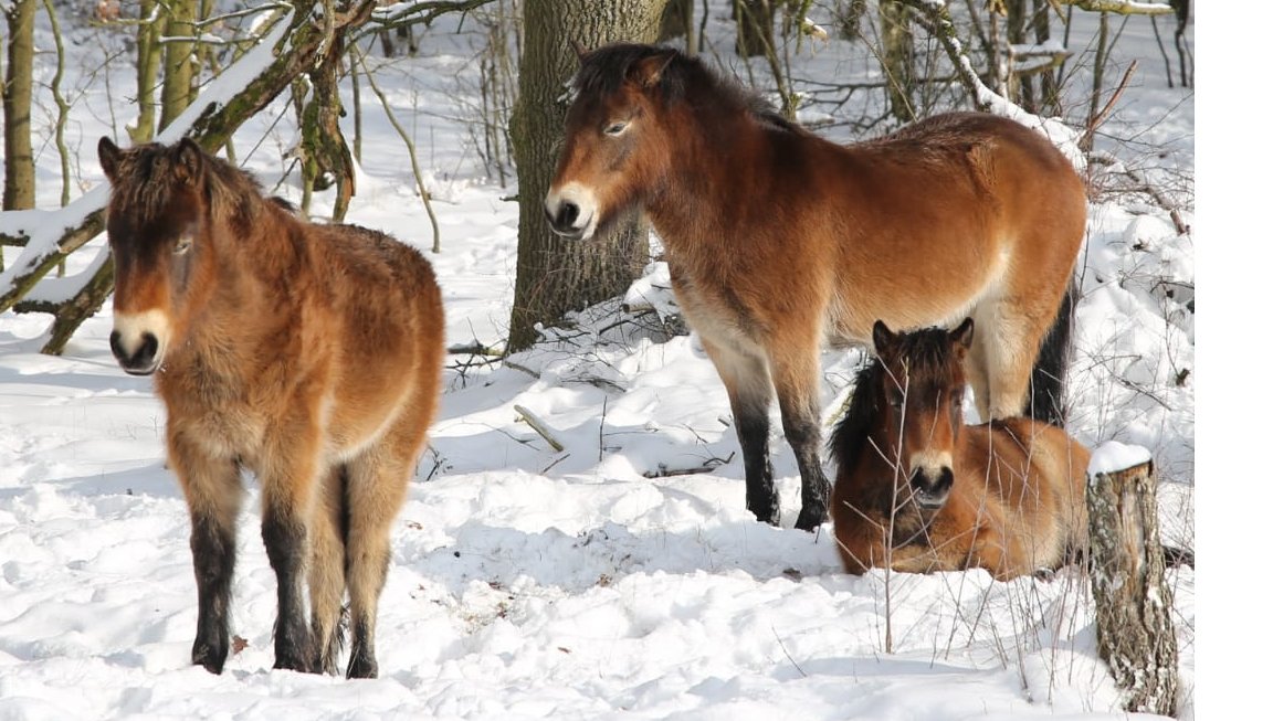 De sneeuw is al lang verdwenen maar deze Exmoorpony's blijven. #schuitwater #broekhuizen Meer over deze bijzondere oerpony: bit.ly/3bMFVIt